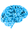 Brain
