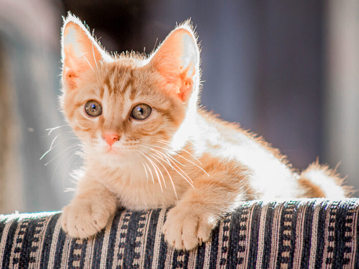 Nonprofit Open Source Like A Kitten