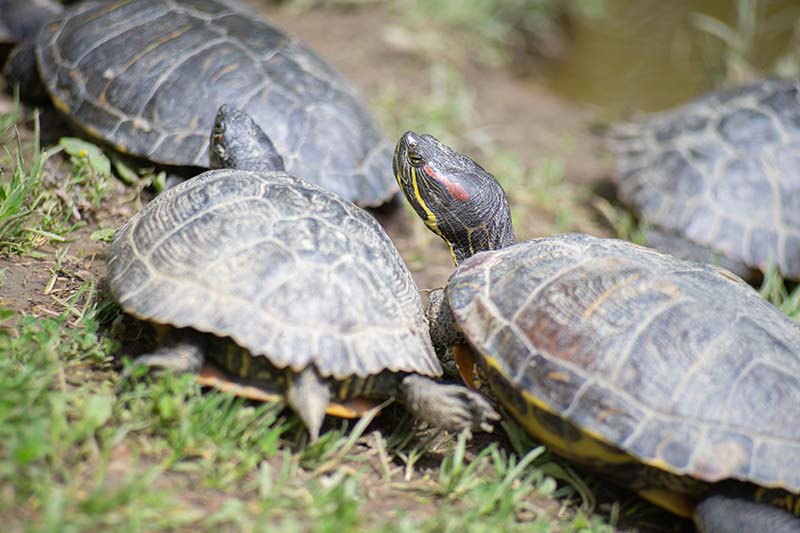 Nonprofit System Administrator's Slowly Like a Turtle