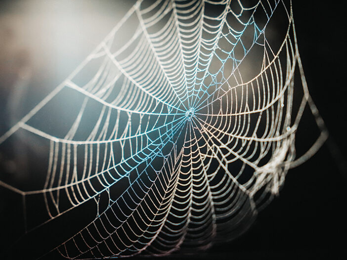 Spider Web Representing Nonprofit Digital Security