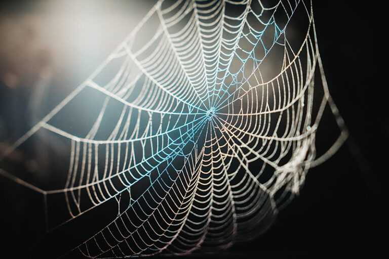 Spider Web Representing Nonprofit Digital Security